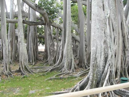 Ficus d'Inde