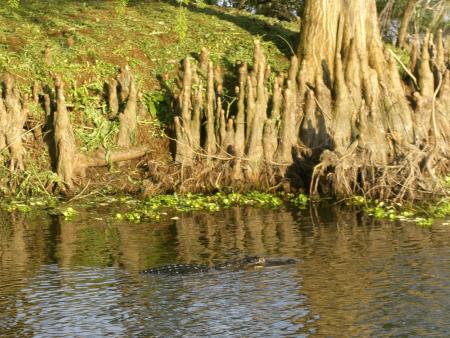 Un alig dans lac du campus de Gainsville