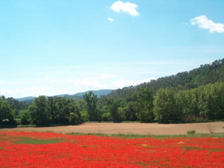 Colchique dans les pr�s...